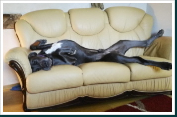 Ivane Blue Ivane Blue